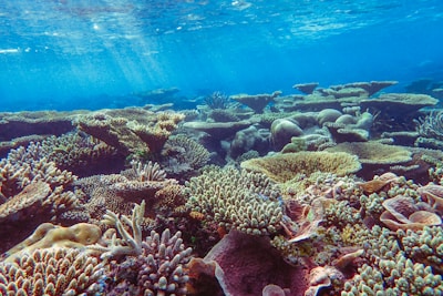 A vibrant underwater scene showcasing a healthy coral reef with various species of coral in diverse shapes and sizes. Sunlight filters through the clear blue water above, illuminating the details and textures of the coral formations.