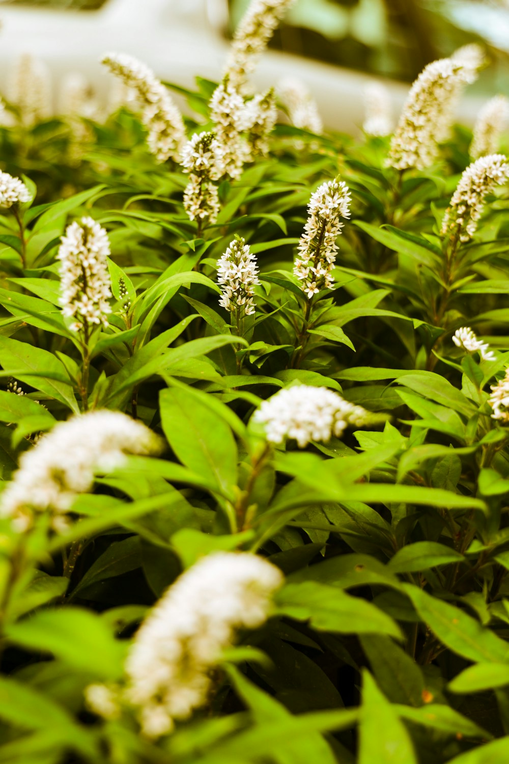 white flowers with green leaves