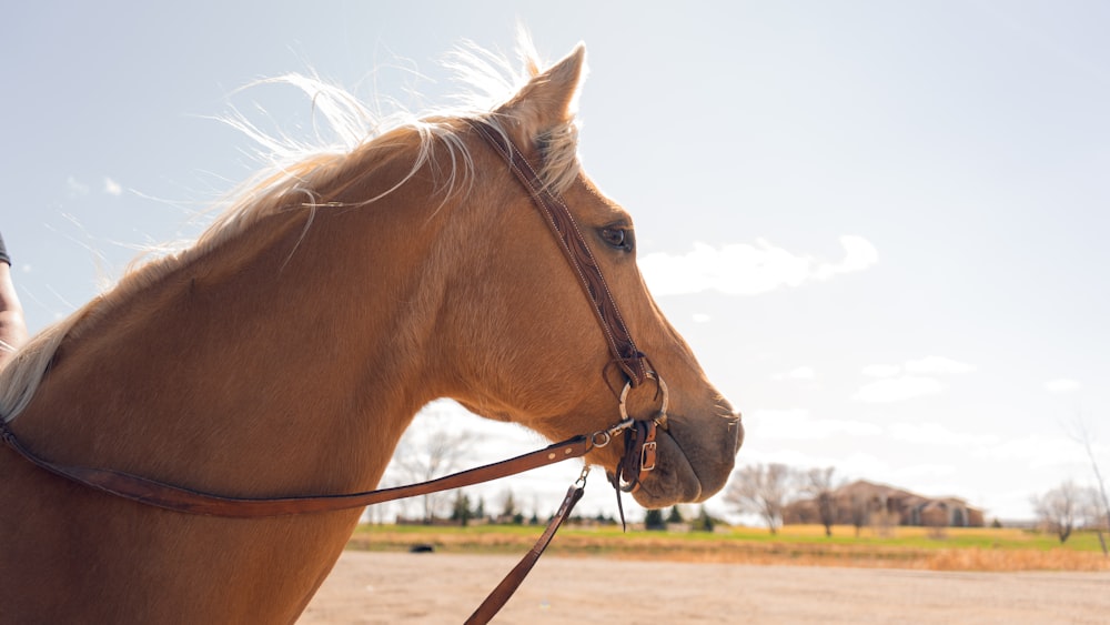 brown horse on brown field during daytime