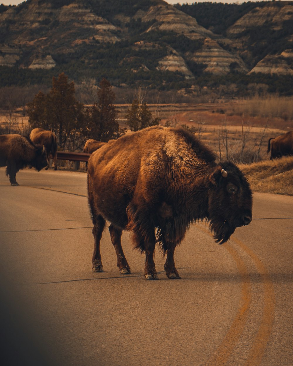 brown bison on gray asphalt road during daytime
