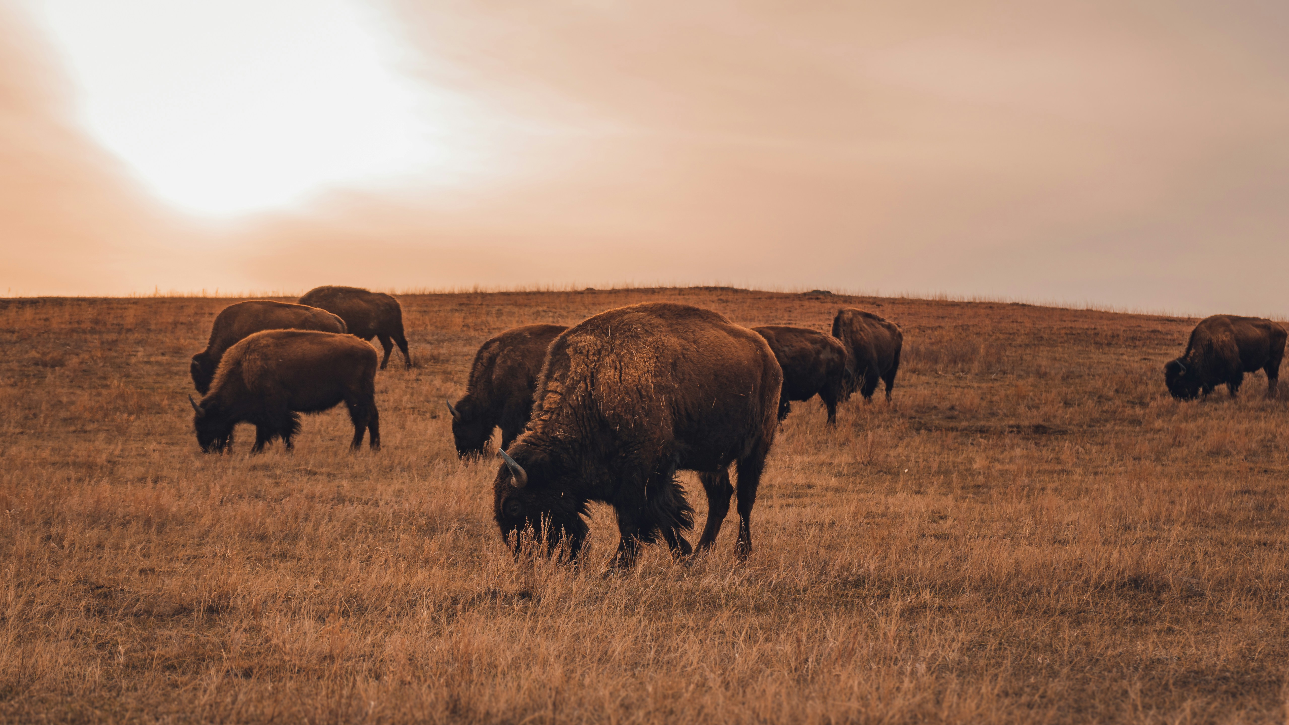 Photo Of Fighting Bison Photo Free Animal Image On Unsplash