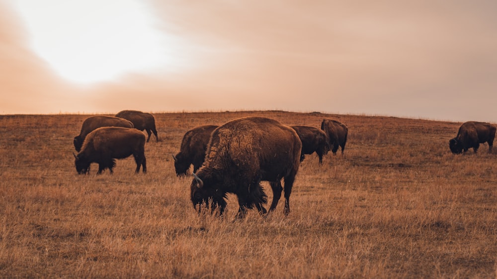 Bisonte marrón en un campo de hierba marrón durante el día