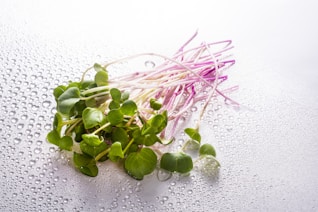 green plant on white surface
