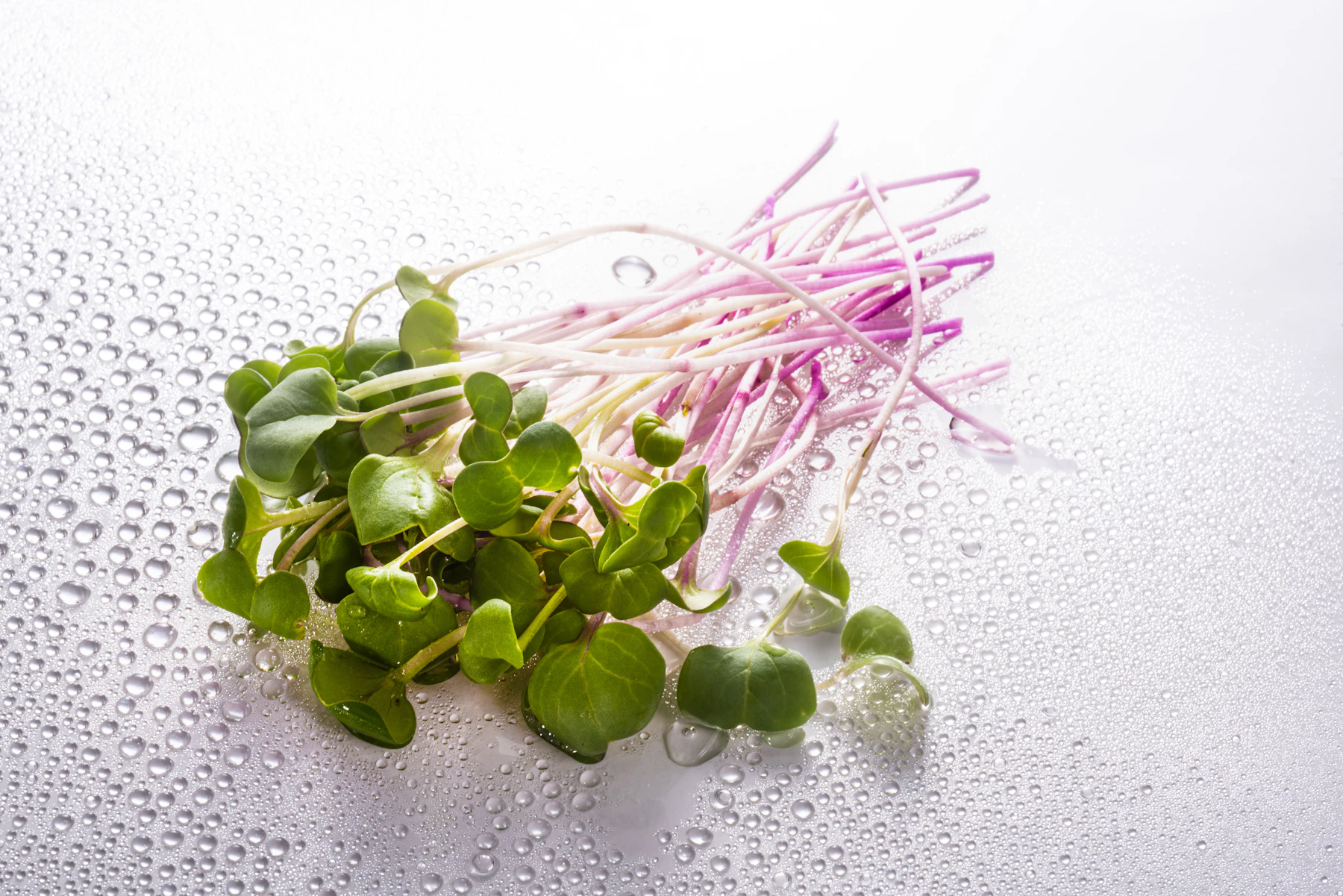 A cut handful of radish microgreens with green leaves and pink stems lying on a wet white surface