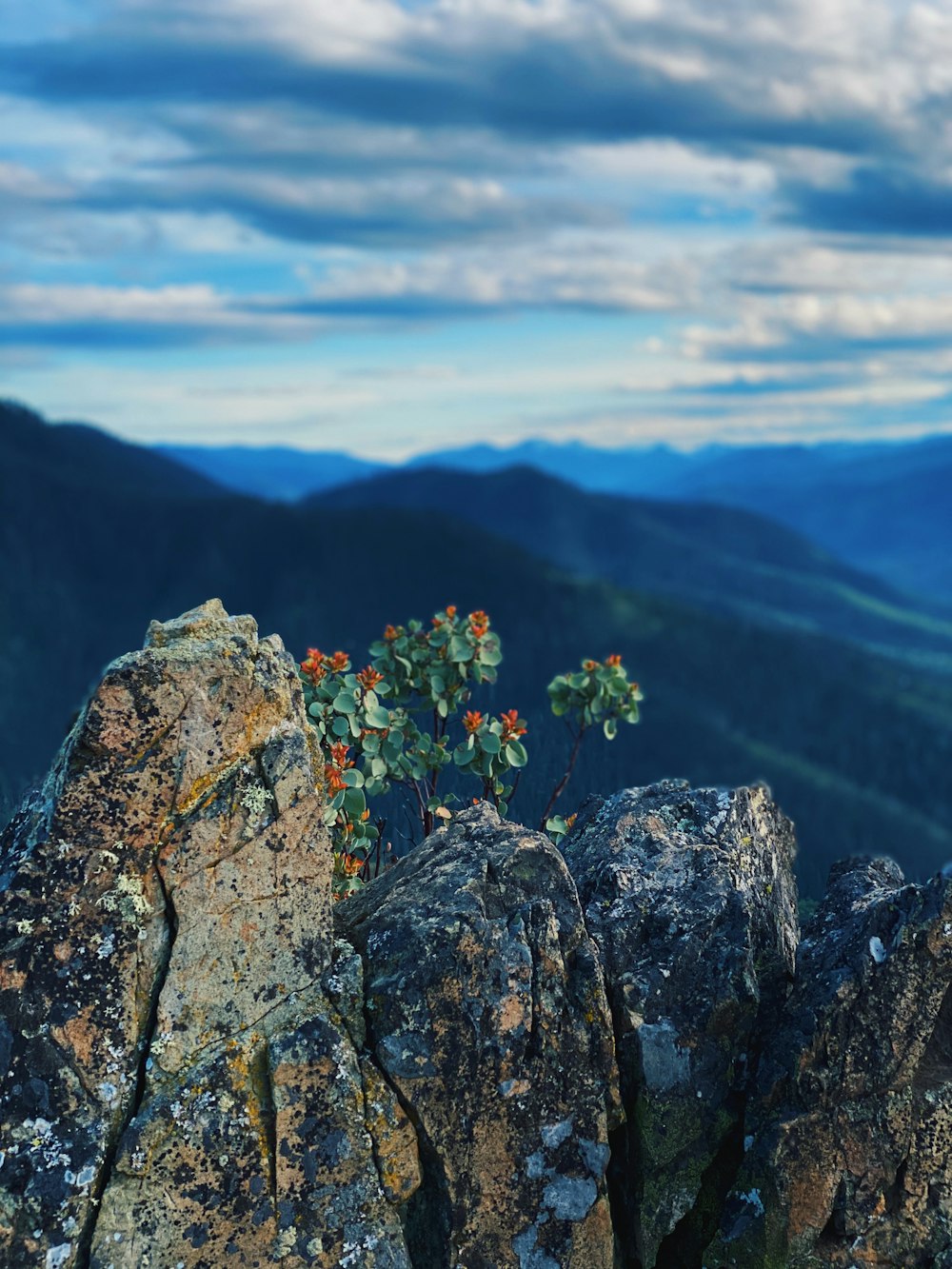 red flowers on gray rock