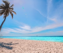 palm tree on beach during daytime