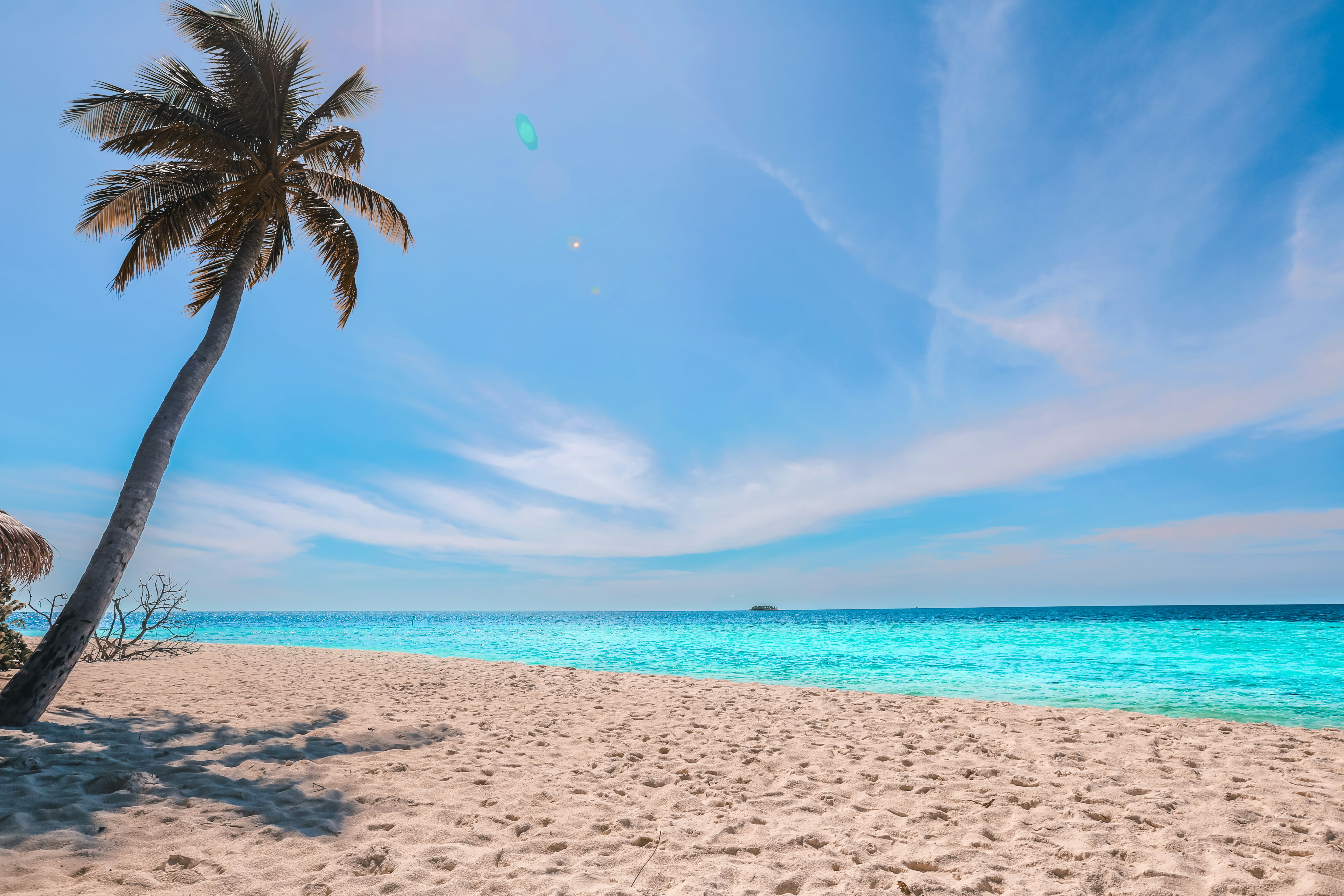 palm tree on beach during daytime