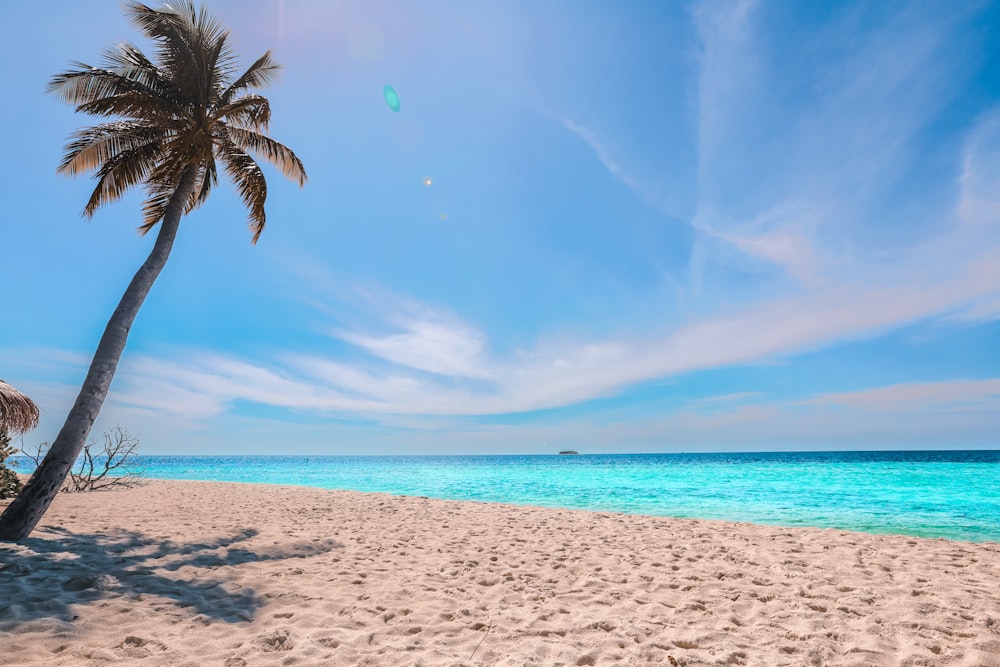 Palme am Strand tagsüber