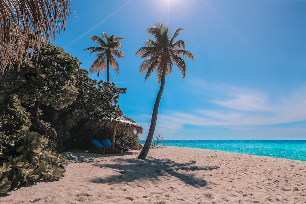 green palm tree on beach during daytime