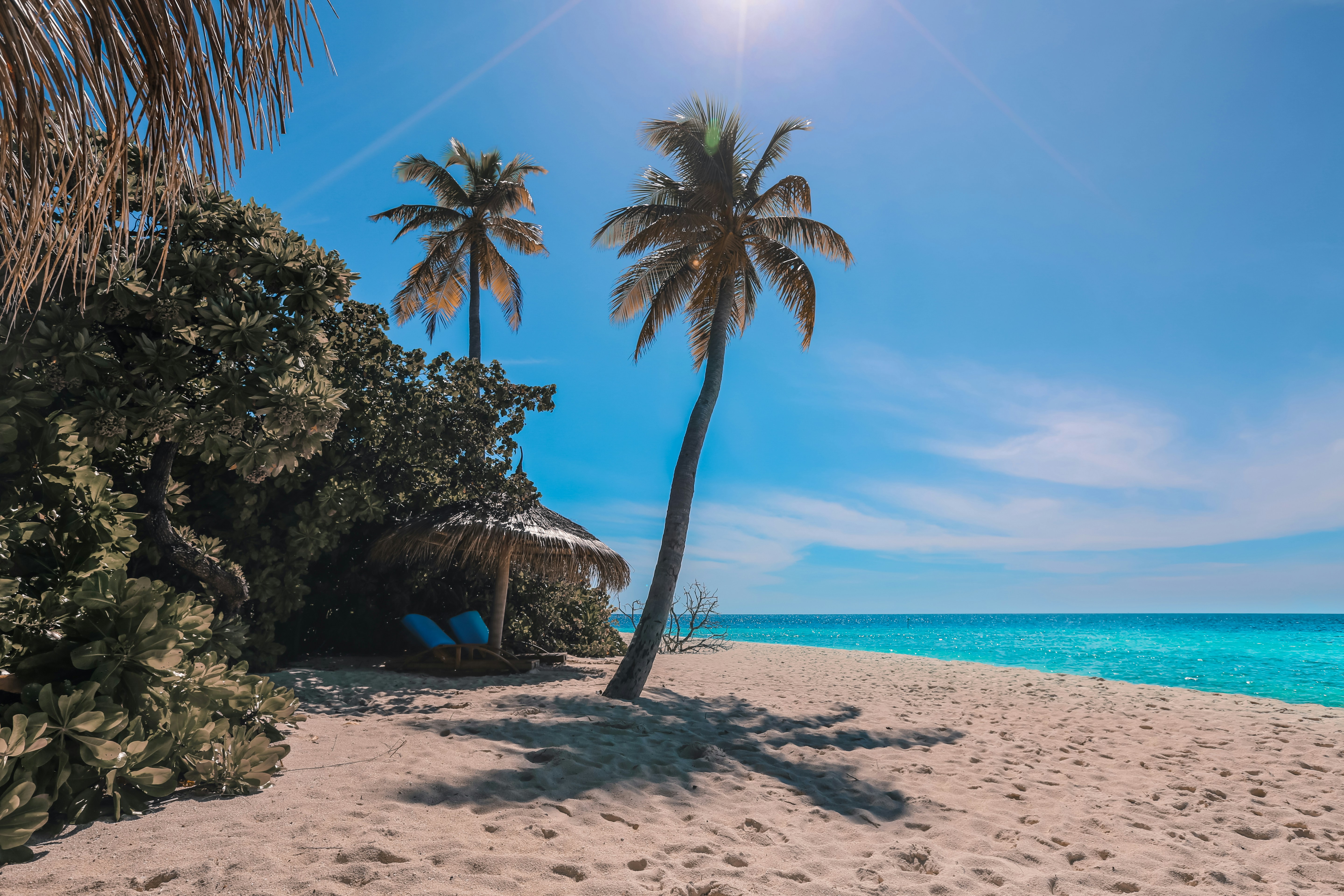 green palm tree on beach during daytime