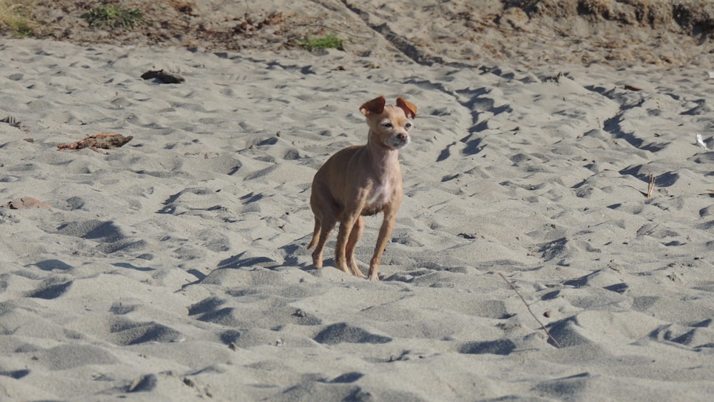brown short coated dog on white sand during daytime