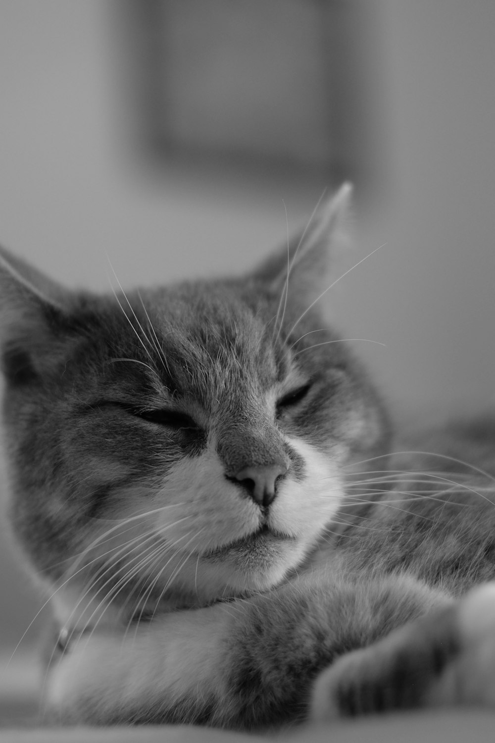 grayscale photo of tabby cat