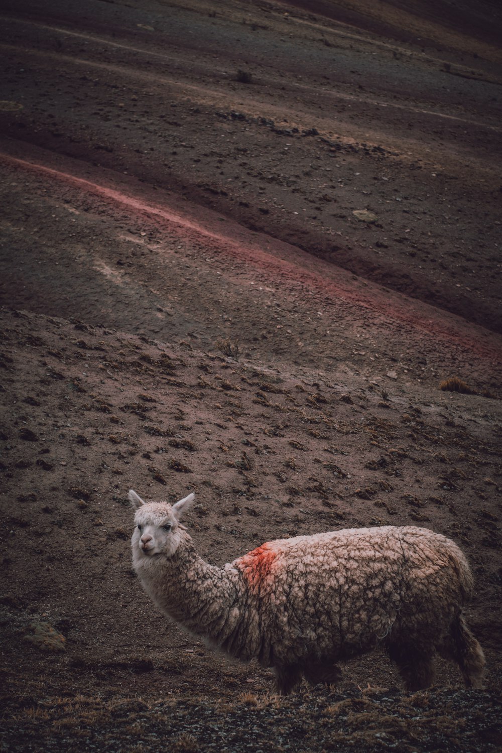 brown and white 4 legged animal on brown soil