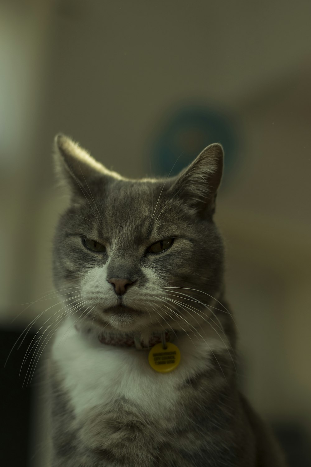 white and grey cat with yellow eyes