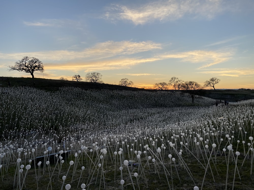 Weißer Löwenzahn Blumenfeld bei Sonnenuntergang