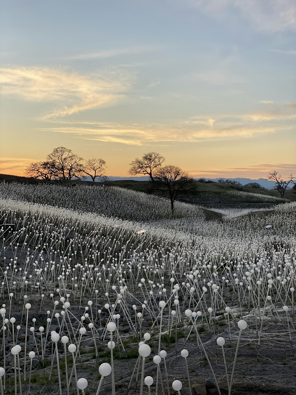 white dandelion field during sunset