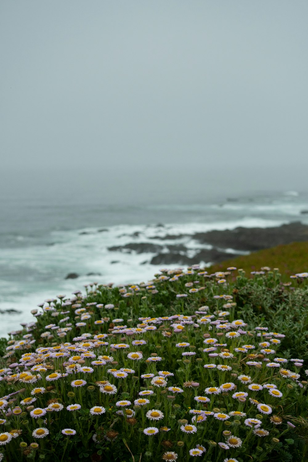 white and yellow flowers on green grass field near body of water during daytime