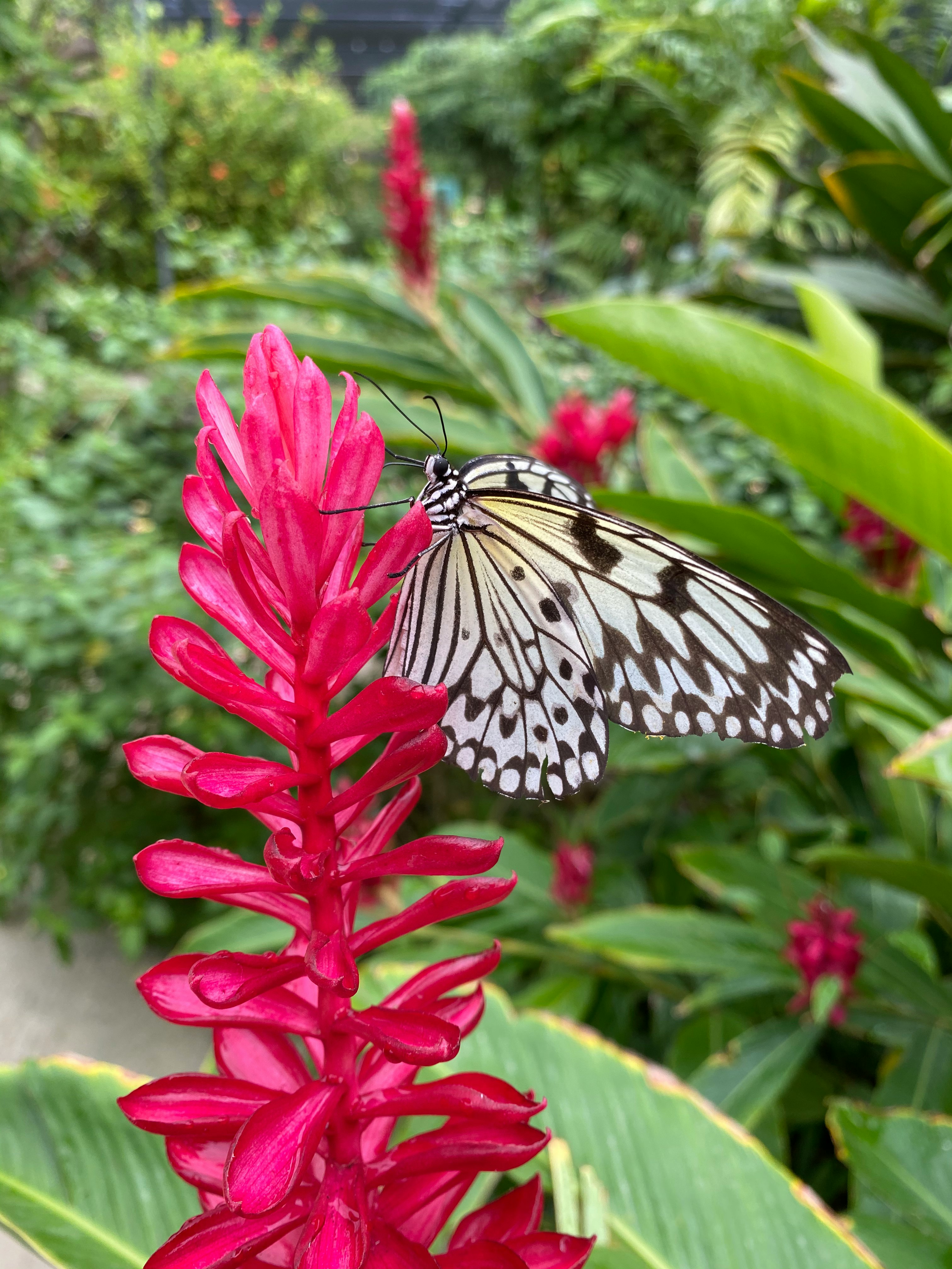 black and white butterfly on red flower during daytime