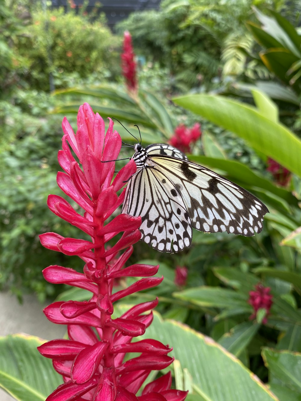 black and white butterfly on red flower during daytime