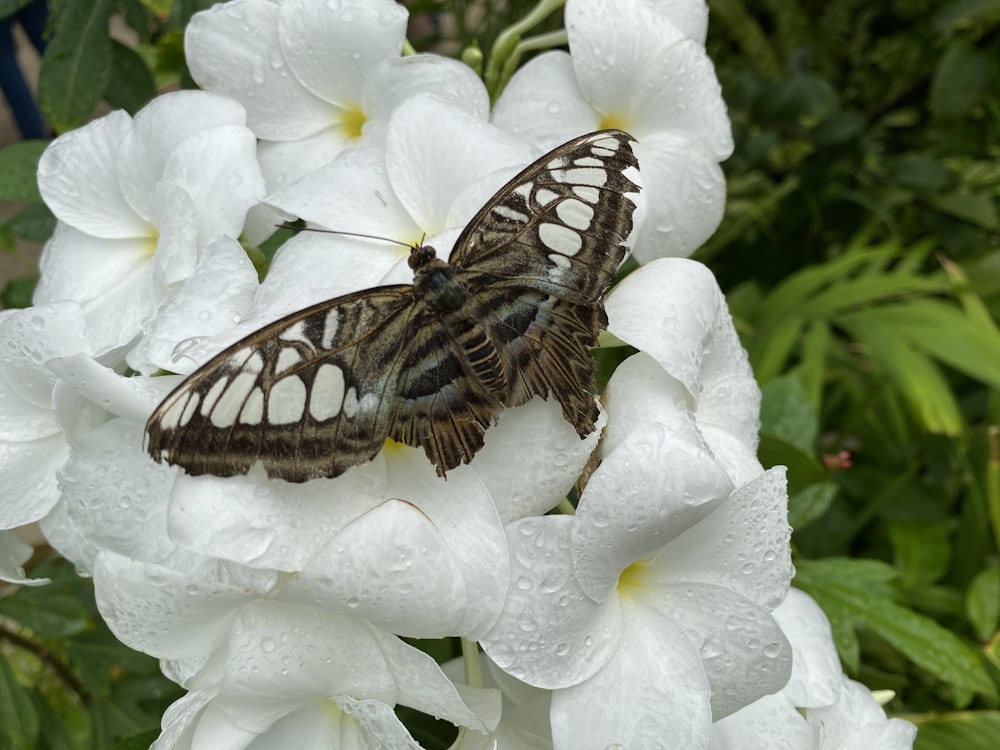 black and white butterfly on white flower