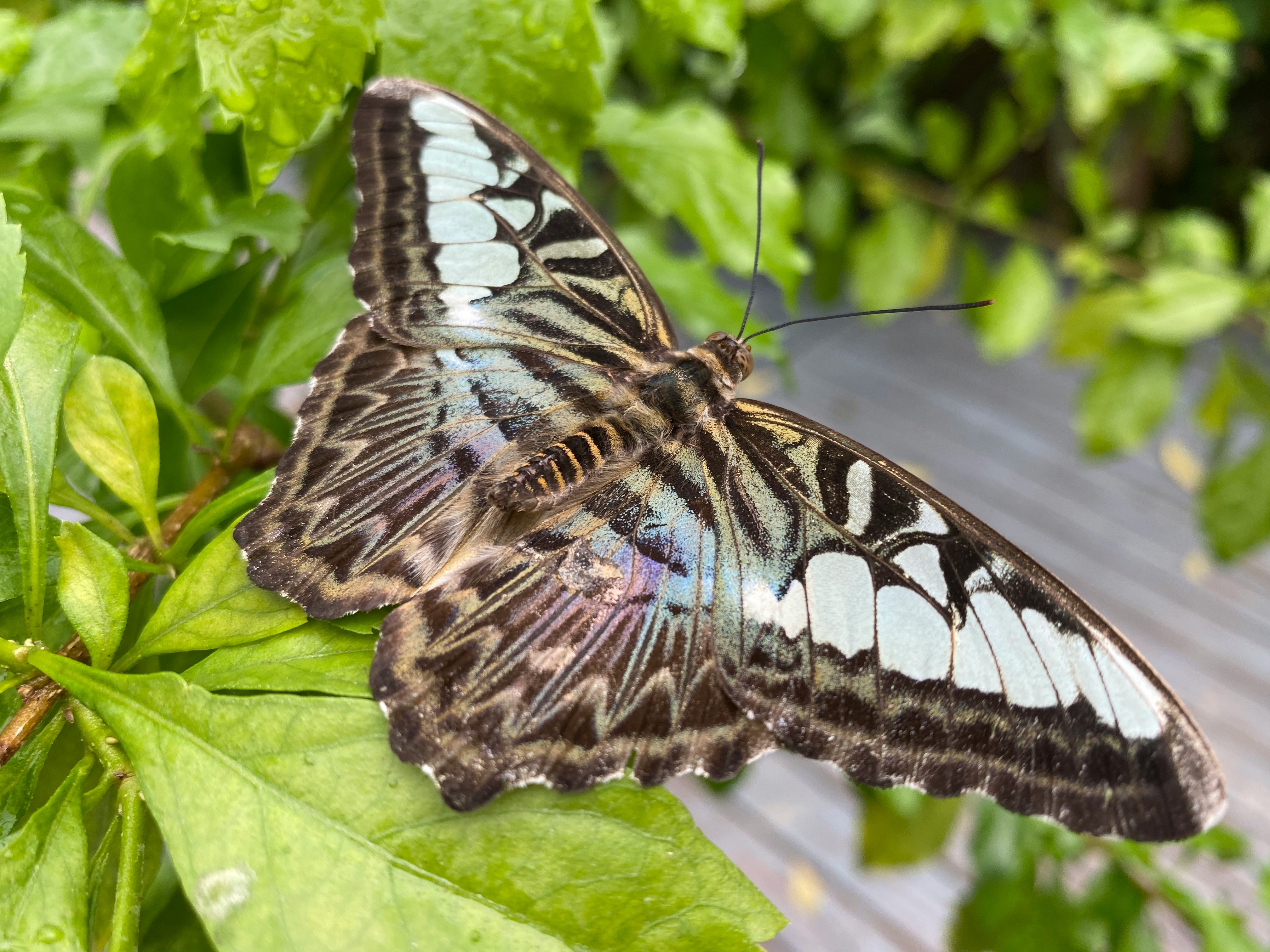 black and white butterfly on green leaf