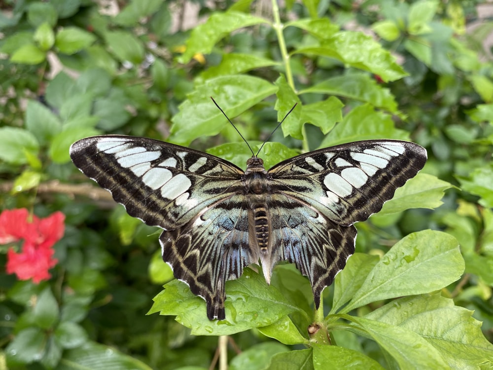 blue white and black butterfly on green leaves