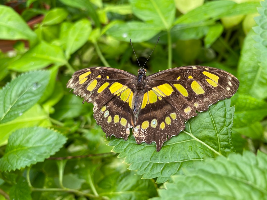 black and yellow butterfly on green leaf plant
