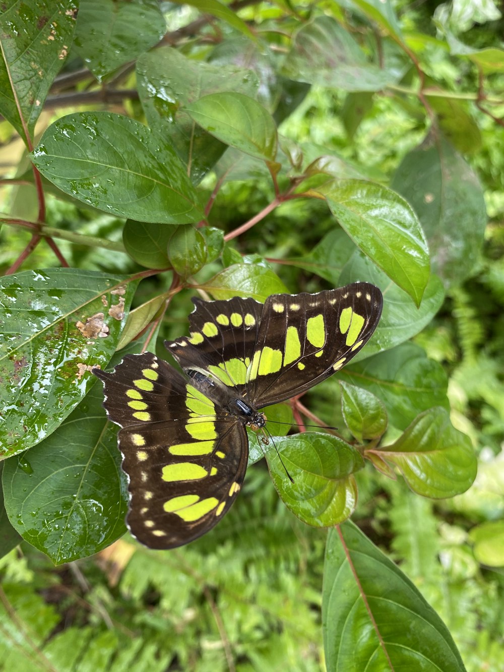 black and yellow butterfly on green leaf during daytime