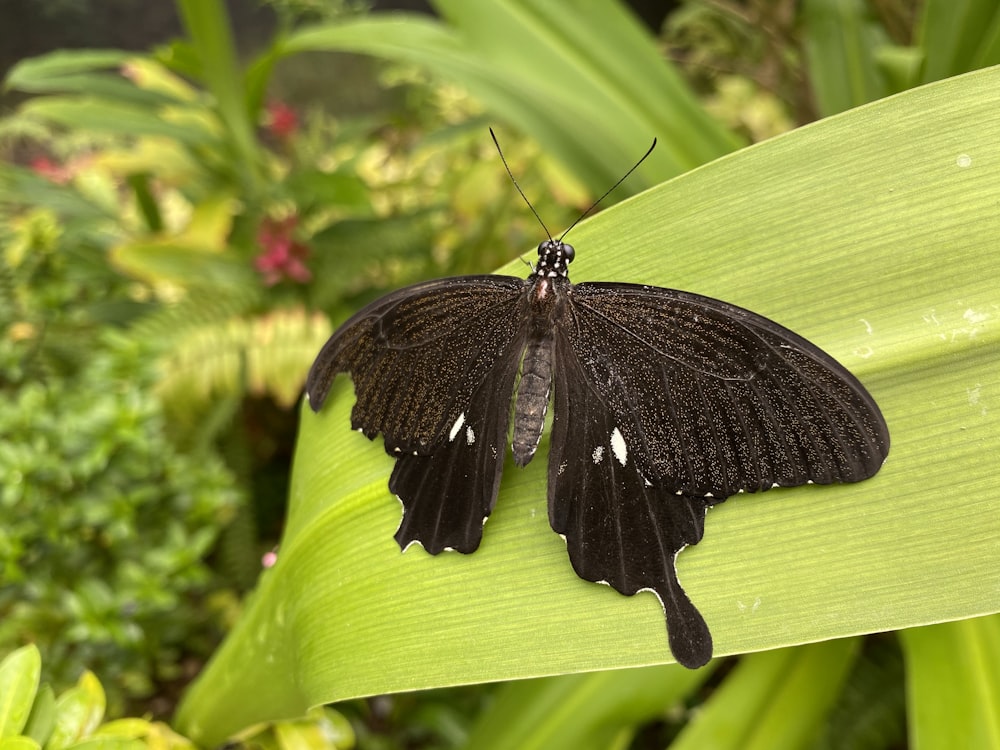 black and white butterfly on green leaf