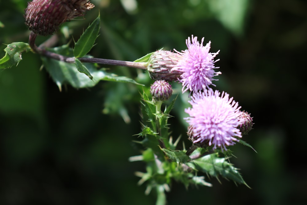 purple flower in tilt shift lens