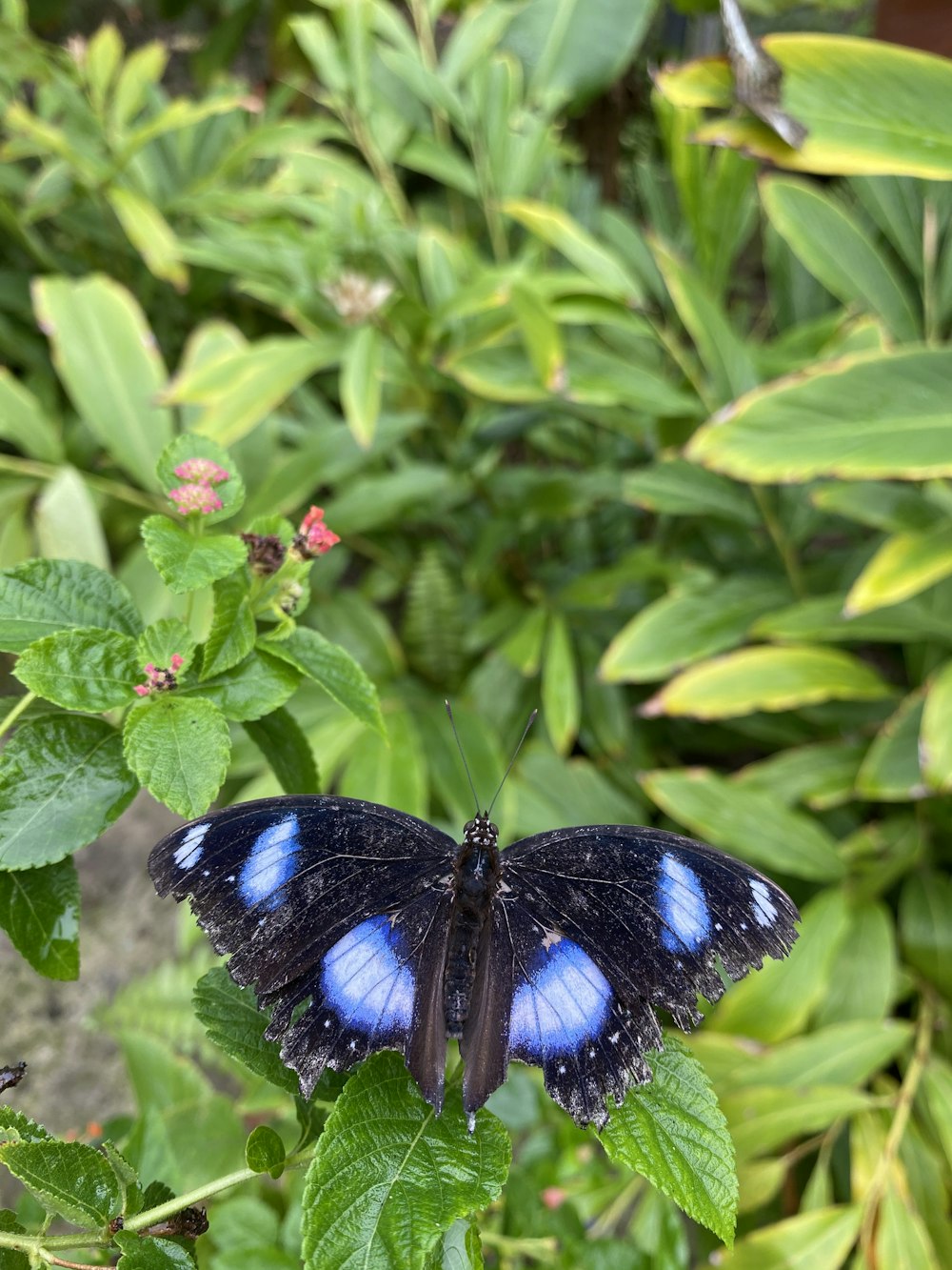 blue and black butterfly on red flower