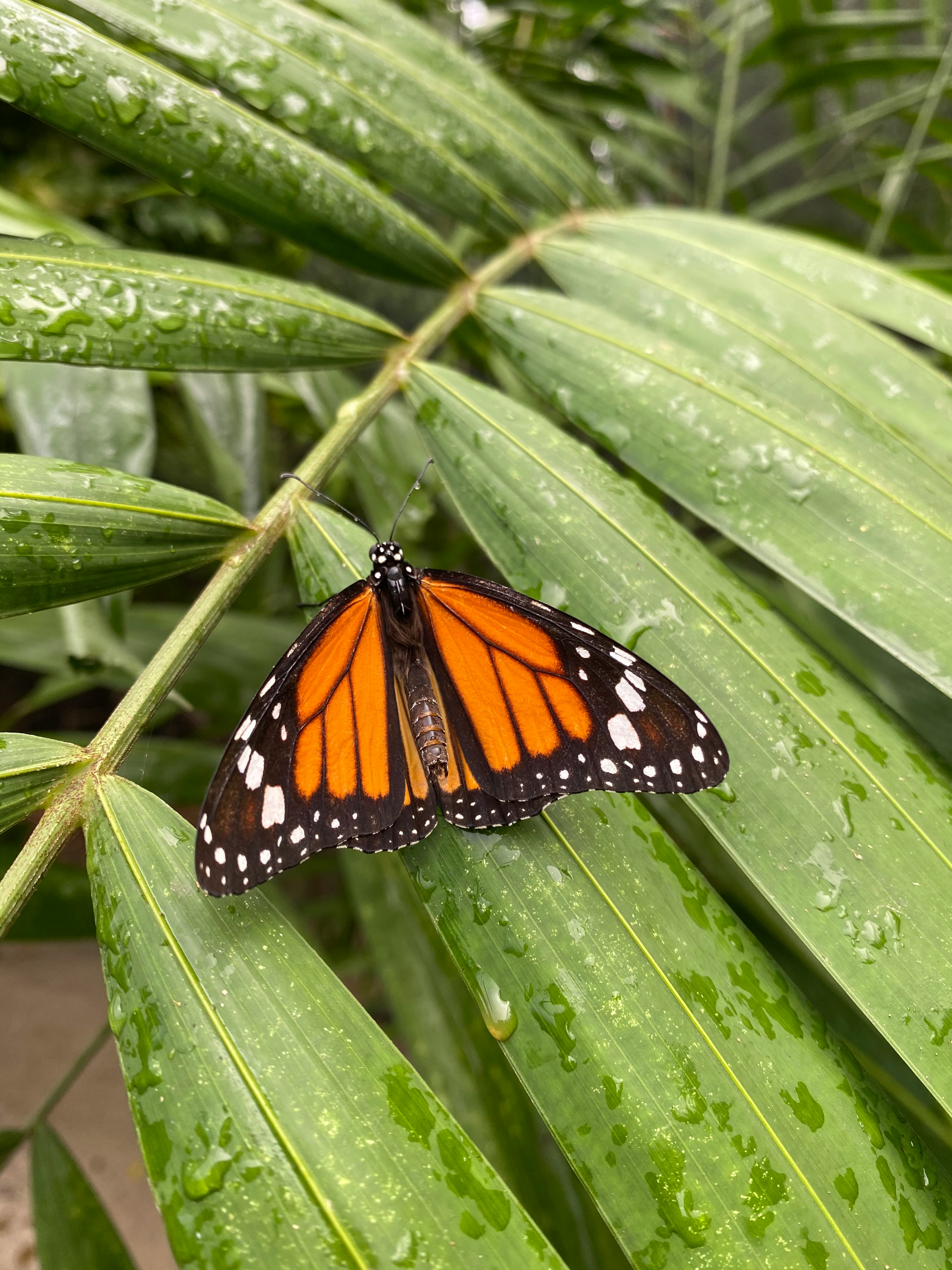 monarch butterfly perched on green leaf