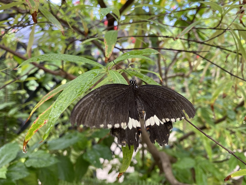 Schwarzer und weißer Schmetterling sitzt tagsüber auf grünem Blatt