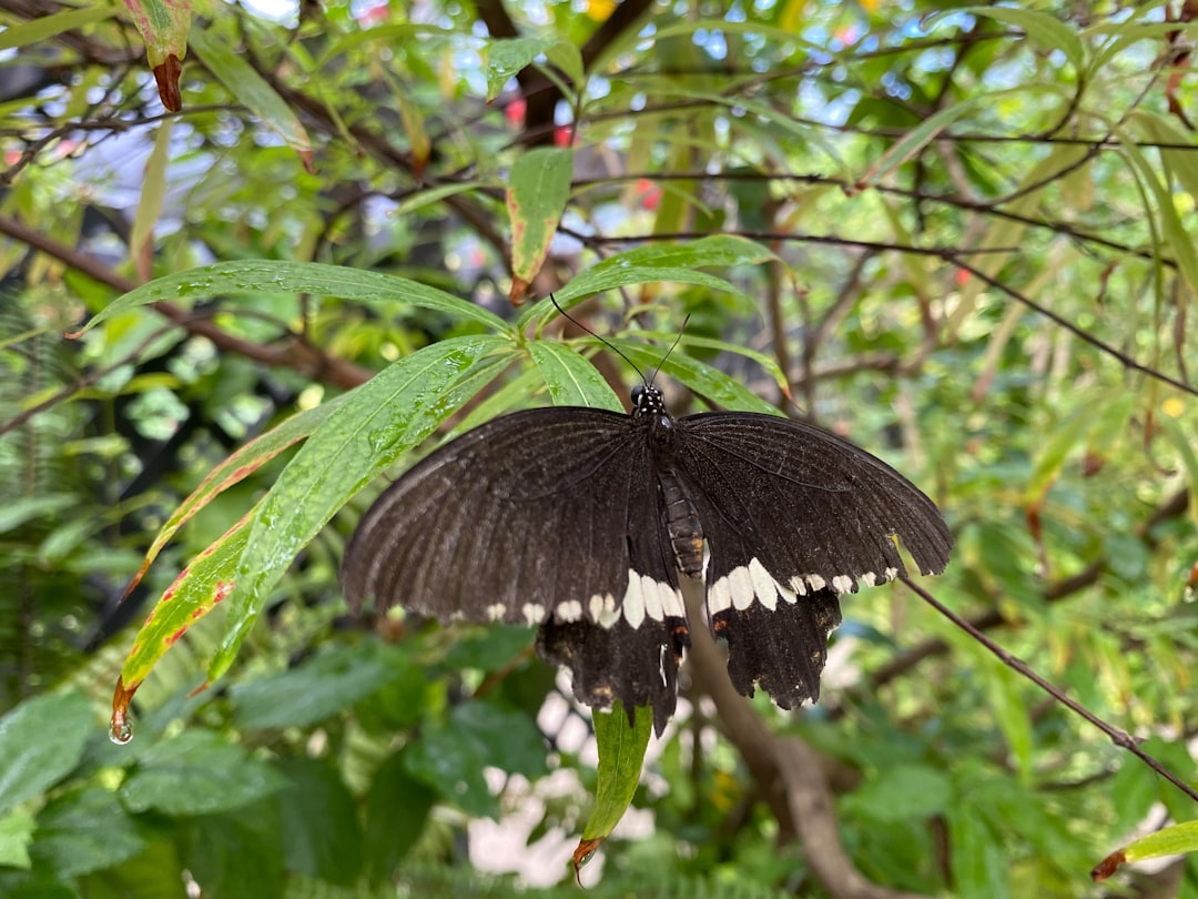 black and white butterfly perched on green leaf during daytime