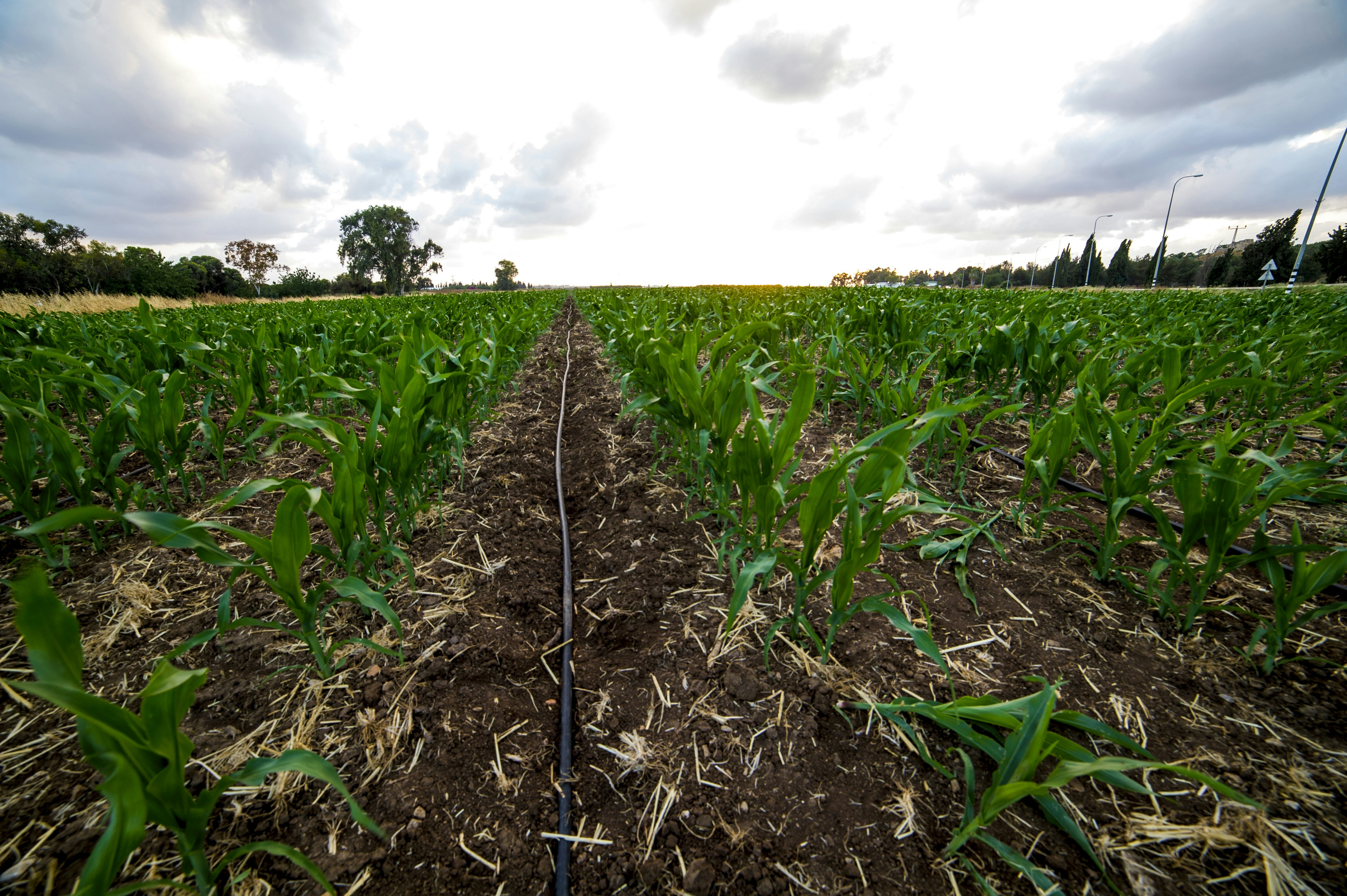 green corn field under white clouds and blue sky during daytime