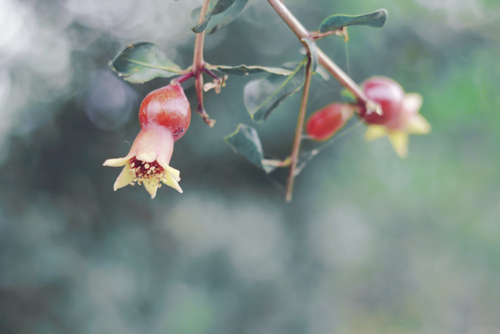 red fruit in tilt shift lens