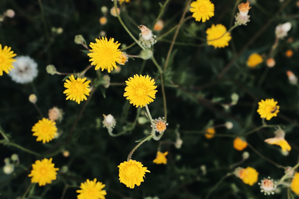 yellow flowers in tilt shift lens