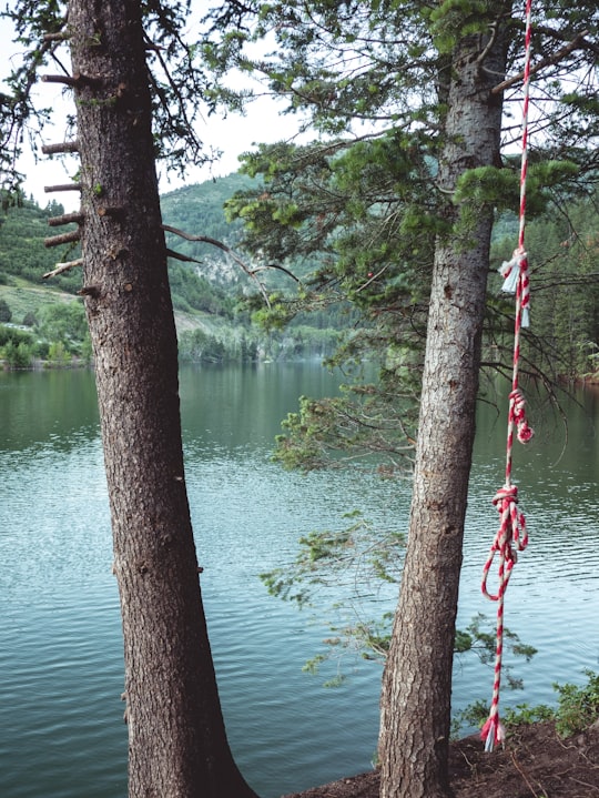 brown tree trunk near body of water during daytime in Utah United States