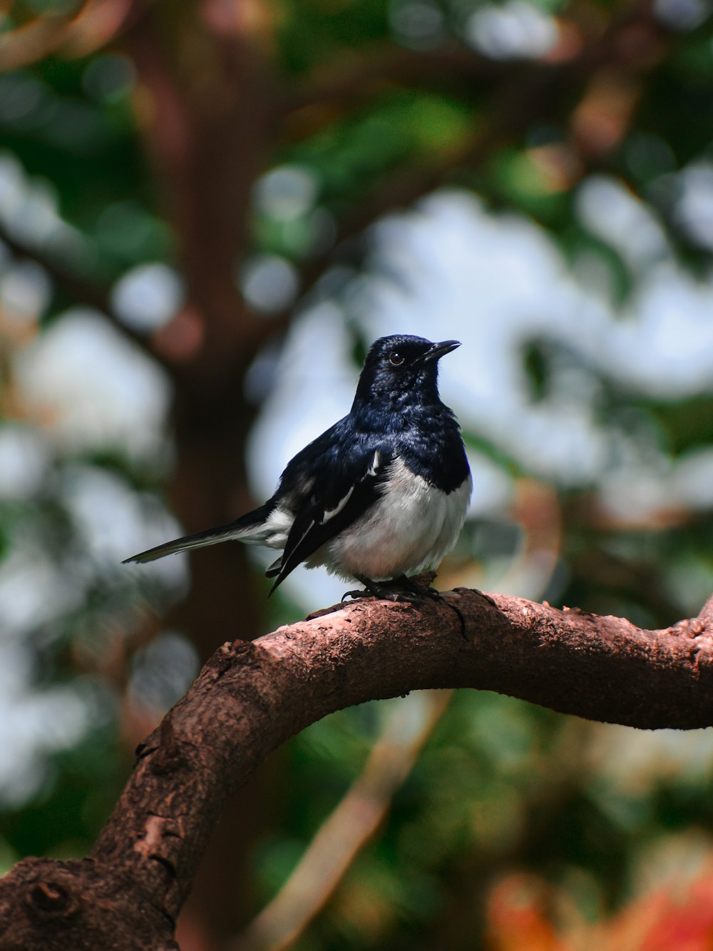 black and white bird on brown tree branch