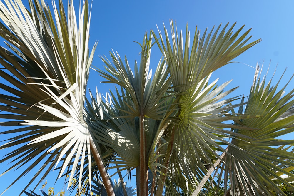 green palm tree under blue sky during daytime