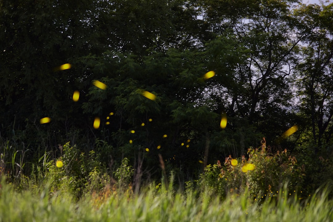 green grass field with yellow flowers