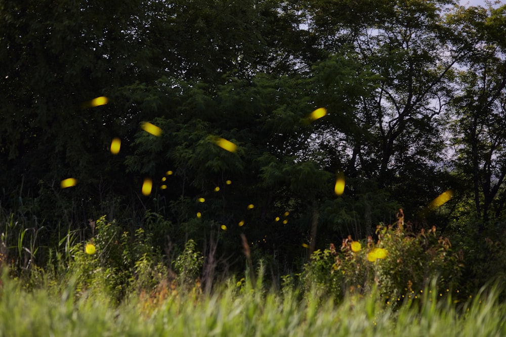 green grass field with yellow flowers