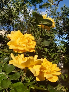 Sunny Yellow Roses