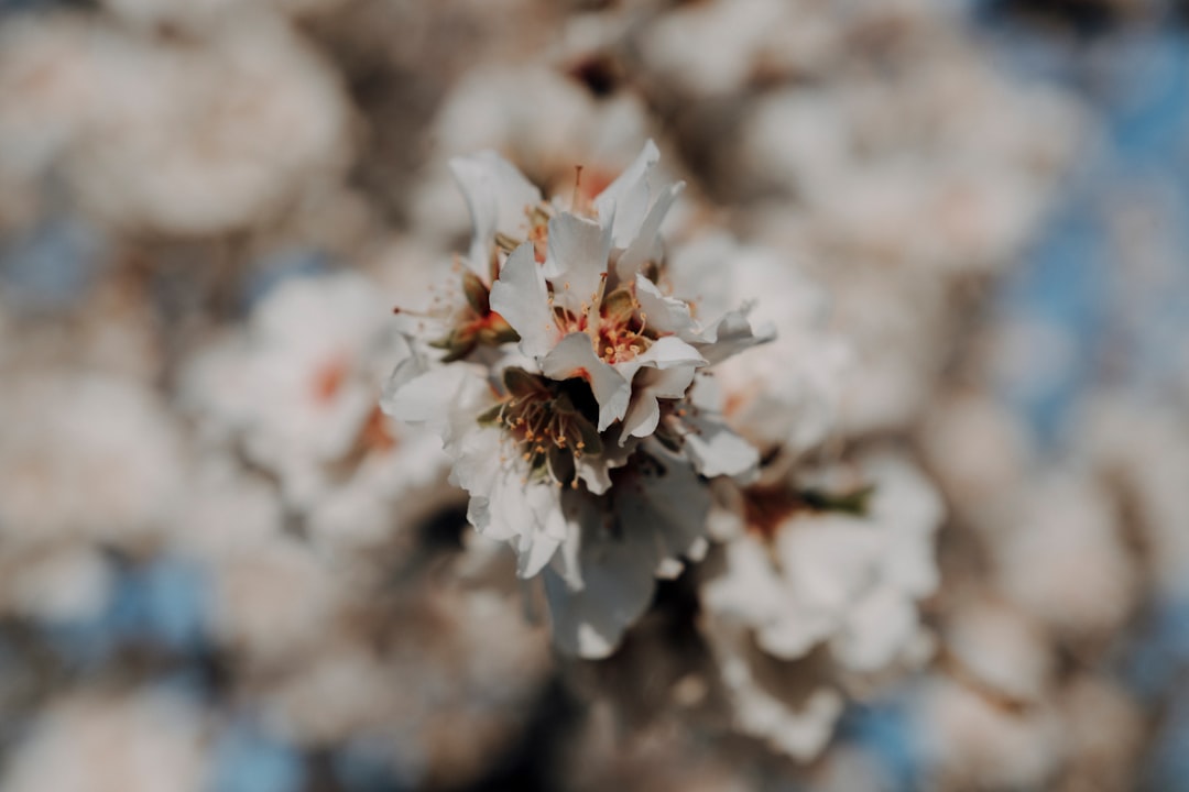 white flowers in tilt shift lens