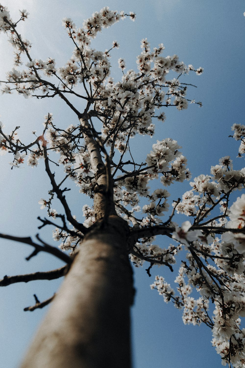 low angle photography of leafless tree under blue sky during daytime