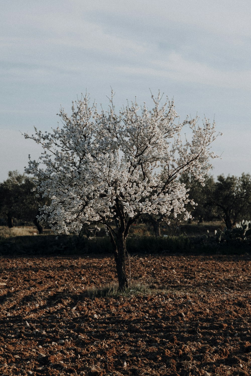 leafless tree on brown field