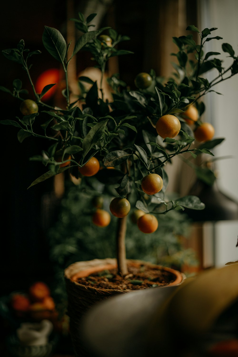 orange fruits on brown wooden round tray