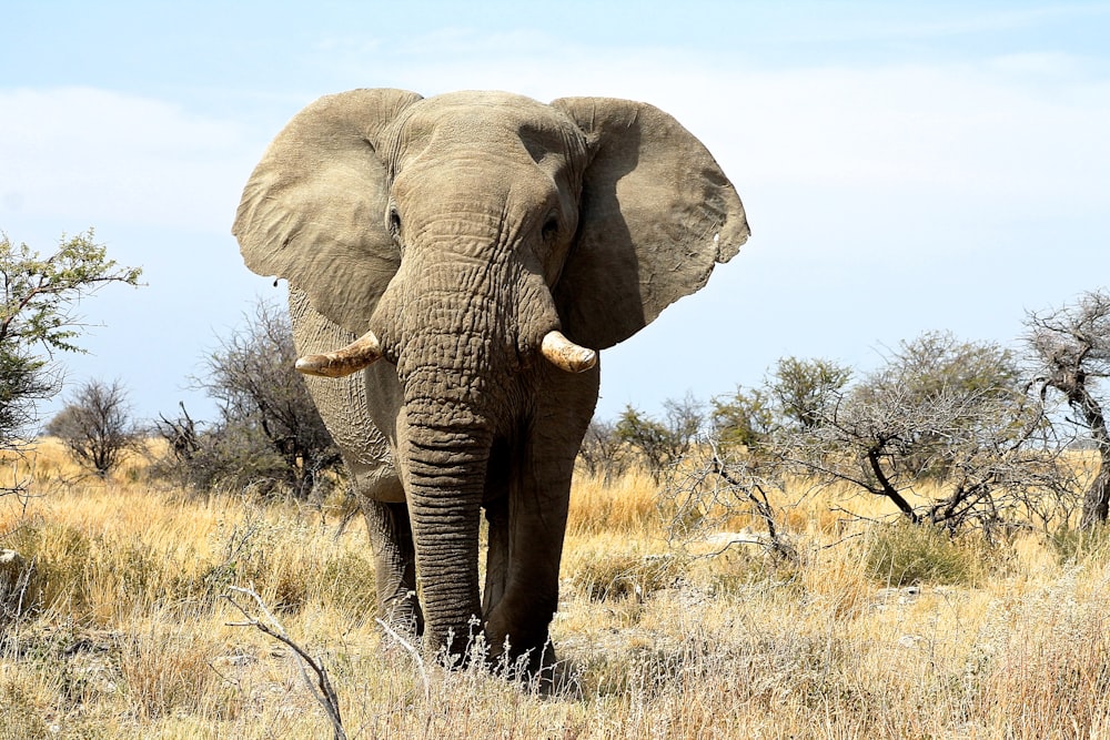 elephant on green grass field during daytime