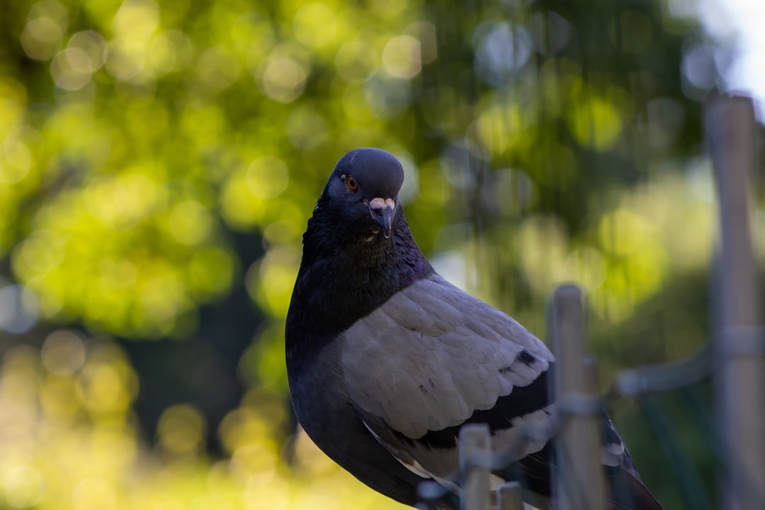 black and white bird on tree branch during daytime