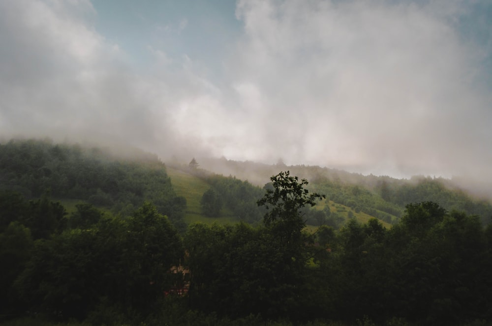 green trees under white clouds during daytime